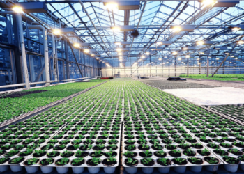 Agronegócio e agribusiness: tem diferença? (14)