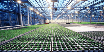 Agronegócio e agribusiness: tem diferença? (14)