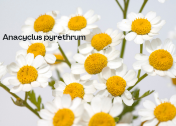 O case da Kill-Insect (46)