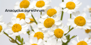 O case da Kill-Insect (46)