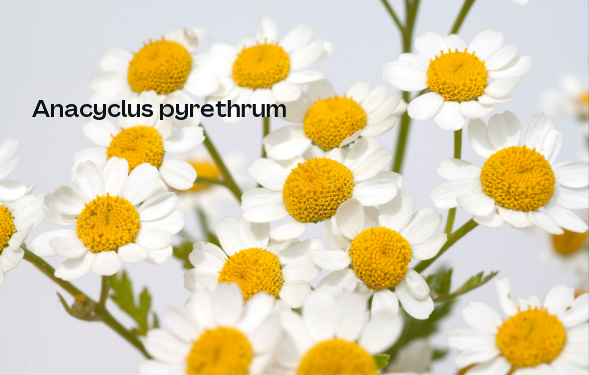 O case da Kill-Insect (46)